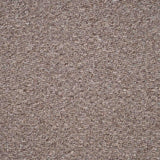 Oasis Carpet