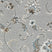 Stainfree Wilton Floral - Chartwell Silver